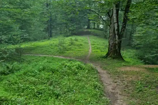 جنگل دالخانی