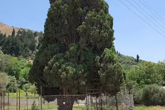 درخت سرو کهنسال هرزویل