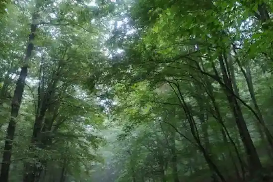 پارک جنگلی خربزه چشمه