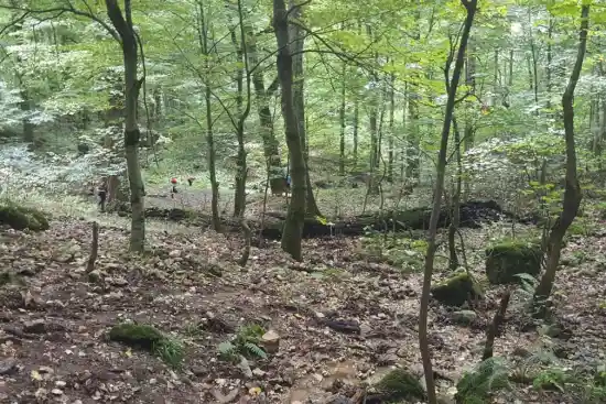 جنگل ولمیست