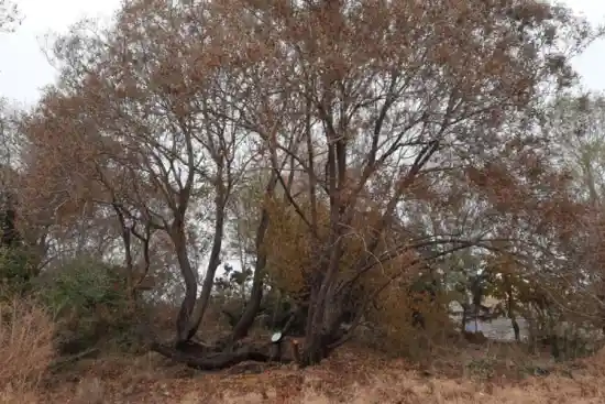 چشمه درازلش