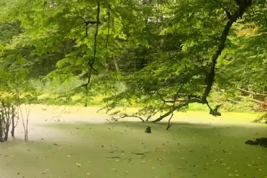 مرداب اون دون کنار