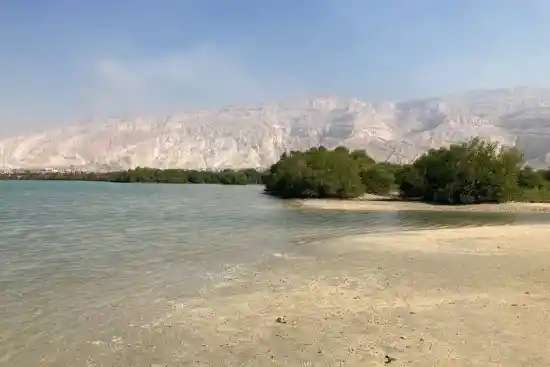 جنگل حرا عسلویه