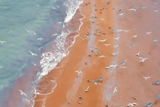 جزیره نخیلو-1