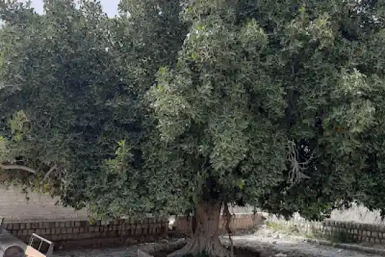 درخت انجیر معابد چارک