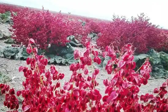 دشت ریواس شهربابک