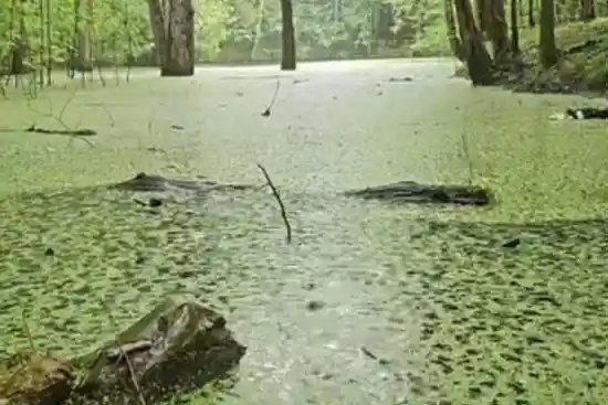 مرداب پلم کتی