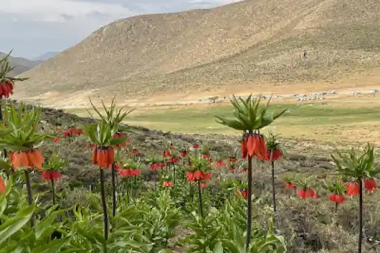 دشت لاله های واژگون دهاقان