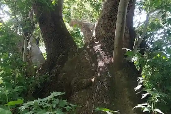 چنار دوقلو کتلی