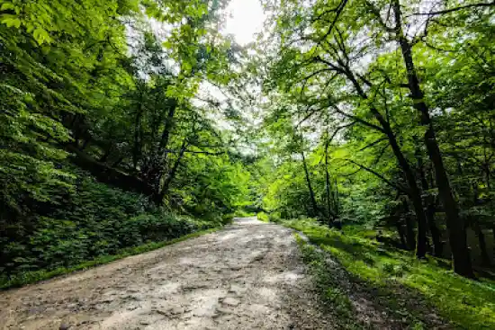 جاده جنگلی لیره سر به داکو