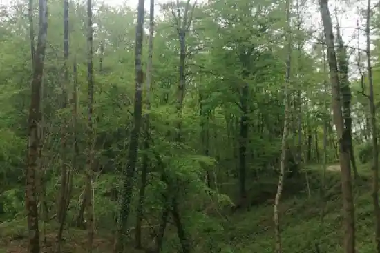 جنگل زرین آباد