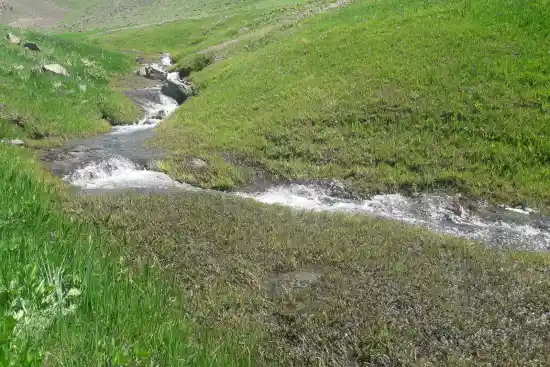 دگاهی به ولیدر