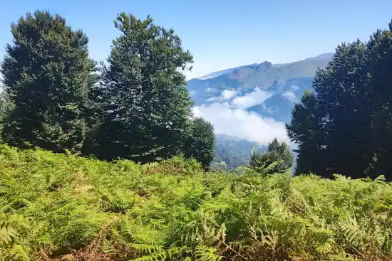 جنگل آب بر به گشت رودخان