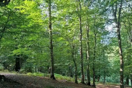 جنگل دره دشت