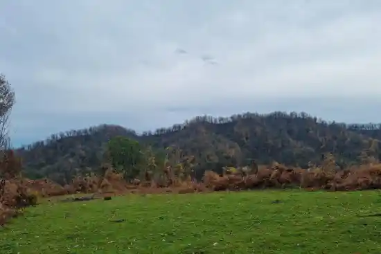 جنگل های ییلاق تله خان-1