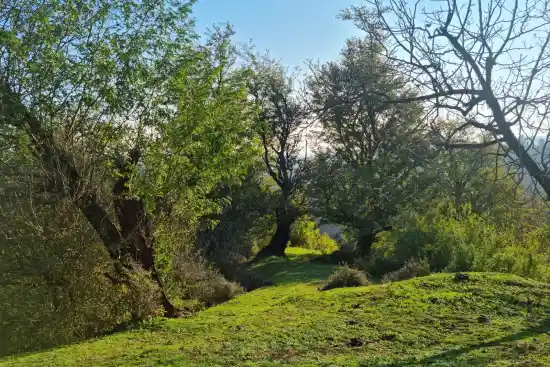 جنگل های کشفی