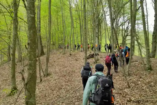 جنگل کلاریجان