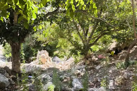 چشمه آب عسل