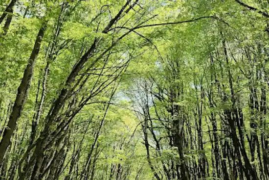 جنگل دشت شاد