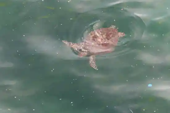 ساحل لاکپشت‌ها