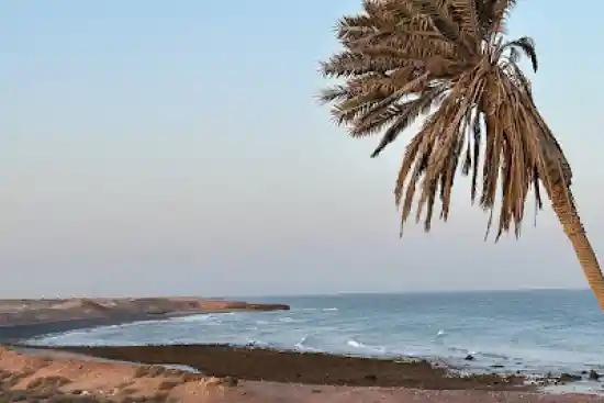 ساحل تک درخت