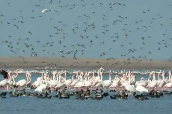 جزیره آشوراده