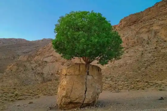 مروارید سبز