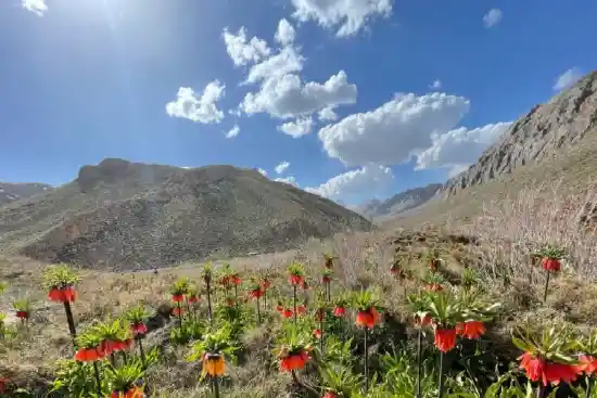 دشت لاله های واژگون دره بید