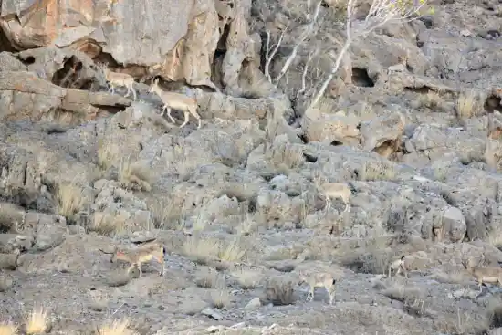 پارک ملی کلاه قاضی