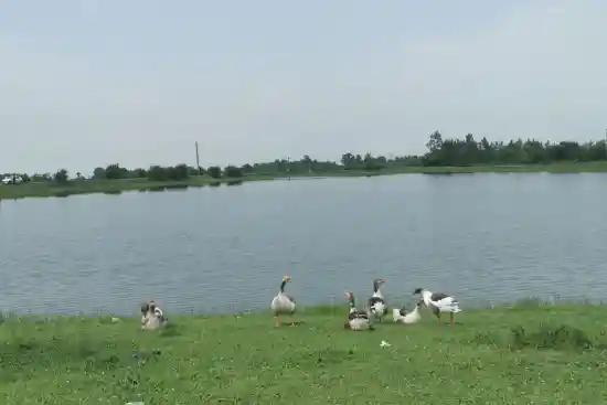 استخر تیمورکوه